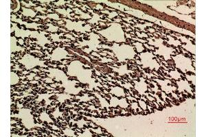 Immunohistochemistry (IHC) analysis of paraffin-embedded Mouse Lung, antibody was diluted at 1:100. (JAM2 抗体  (Internal Region))
