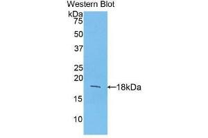 Western Blotting (WB) image for anti-Fibroblast Growth Factor 1 (Acidic) (FGF1) (AA 16-155) antibody (ABIN3209669) (FGF1 抗体  (AA 16-155))