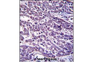 EMILIN3 Antibody (C-term) (ABIN657585 and ABIN2846588) immunohistochemistry analysis in formalin fixed and paraffin embedded human heart tissue followed by peroxidase conjugation of the secondary antibody and DAB staining.