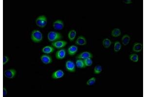 Immunofluorescent analysis of A549 cells using ABIN7151618 at dilution of 1:100 and Alexa Fluor 488-congugated AffiniPure Goat Anti-Rabbit IgG(H+L) (ERVK-6 抗体  (AA 90-632))