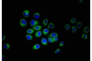 Immunofluorescent analysis of A549 cells using ABIN7151618 at dilution of 1:100 and Alexa Fluor 488-congugated AffiniPure Goat Anti-Rabbit IgG(H+L) (ERVK-6 抗体  (AA 90-632))