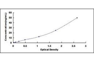 Typical standard curve (Endoglin ELISA 试剂盒)