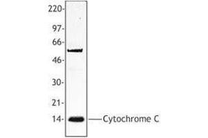 Western Blotting (WB) image for anti-Cytochrome C, Somatic (CYCS) antibody (ABIN2666328) (Cytochrome C 抗体)