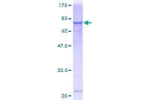 THEG Protein (AA 1-379) (GST tag)