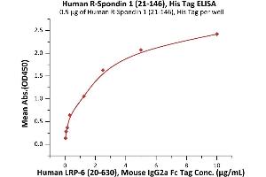 R-Spondin 1 (RSPO1) (AA 21-146) protein (His tag)
