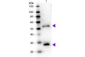 Western Blot of Peroxidase Donkey Anti-Mouse IgG Pre-Adsorbed secondary antibody. (驴 anti-小鼠 IgG (Heavy & Light Chain) Antibody (HRP))