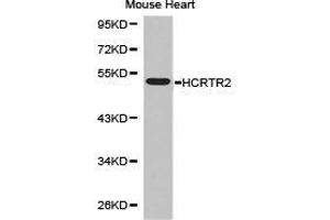 Western Blotting (WB) image for anti-Hypocretin (Orexin) Receptor 2 (HCRTR2) antibody (ABIN1872952) (HCRTR2 抗体)