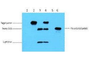 Immunoprecipitation (IP) analysis: 3ug Flag Mouse IgG1 per ml Lysate, WB 1:5000. (Myc Tag 抗体)