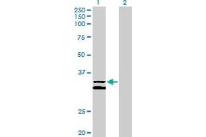 Western Blot analysis of PCDH1 expression in transfected 293T cell line by PCDH1 MaxPab polyclonal antibody. (Protocadherin 1 抗体  (AA 1-345))