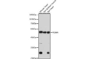 Western blot analysis of extracts of various cell lines, using RGMA antibody (ABIN7269957) at 1:1000 dilution. (RGMA 抗体)