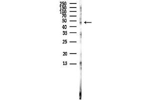 Western blot analysis of lysates from Rat brain, using C Antibody at 1/1000 dilution.
