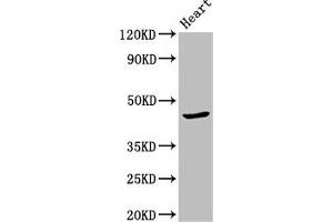 Western Blot Positive WB detected in: Mouse heart tissue All lanes: APOBEC3F antibody at 2. (APOBEC3F 抗体  (AA 139-287))
