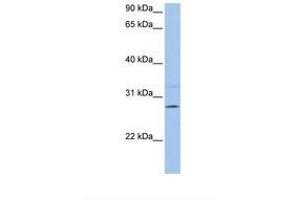 Image no. 1 for anti-Phosphatidylethanolamine N-Methyltransferase (PEMT) (C-Term) antibody (ABIN6738081) (PEMT 抗体  (C-Term))