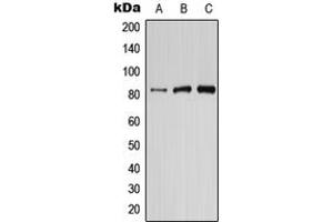 Western blot analysis of PIK3R6 expression in HepG2 (A), mouse brain (B), rat brain (C) whole cell lysates. (PIK3R6 抗体  (Center))