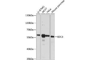 Western blot analysis of extracts of various cell lines, using EDC3 antibody (ABIN6131869, ABIN6139927, ABIN6139928 and ABIN6217872) at 1:3000 dilution. (EDC3 抗体  (AA 159-508))