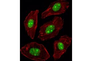 Fluorescent image of A549 cell stained with N Antibody (C-term) (ABIN389343 and ABIN2839452)/SH090717BE. (NPM1 抗体  (C-Term))