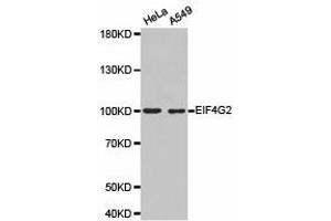 Western Blotting (WB) image for anti-Eukaryotic Translation Initiation Factor 4 gamma 2 (EIF4G2) antibody (ABIN1872507) (EIF4G2 抗体)