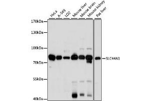 Western blot analysis of extracts of various cell lines, using SLC44 antibody (5413) at 1:1000 dilution. (SLC44A1 抗体  (AA 55-210))