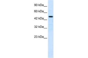 Western Blotting (WB) image for anti-LIM Homeobox 9 (LHX9) antibody (ABIN2461255) (LHX9 抗体)
