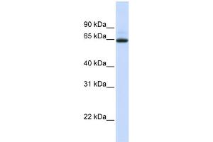 WB Suggested Anti-UGT1A7 Antibody Titration:  0. (UGT1A7 抗体  (N-Term))