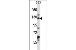 Western blot analysis in 293 cell line lysates (35ug/lane). (Desmoglein 2 抗体  (C-Term))