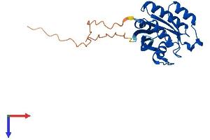 RAB5 Protein (AA 1-215) (His tag)