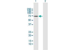 Western Blotting (WB) image for anti-SHC (Src Homology 2 Domain Containing) Transforming Protein 3 (SHC3) (AA 1-594) antibody (ABIN949358)