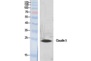 Western Blot analysis of various cells using Claudin-5 Polyclonal Antibody diluted at 1:500. (Claudin 5 抗体  (AA 140-220))