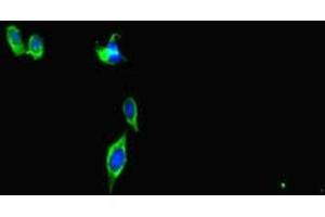Immunofluorescent analysis of Hela cells using ABIN7147403 at dilution of 1:100 and Alexa Fluor 488-congugated AffiniPure Goat Anti-Rabbit IgG(H+L) (CEP29 (AA 86-156) 抗体)