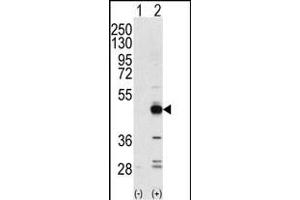 Western blot analysis of NPK(arrow) using rabbit polyclonal NPK Antibody (ABIN392789 and ABIN2842228). (TRIB3 抗体  (N-Term))
