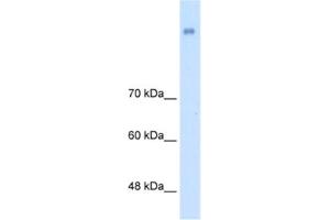 Western Blotting (WB) image for anti-Neuronal Cell Adhesion Molecule (NRCAM) antibody (ABIN2463989) (NrCAM 抗体)