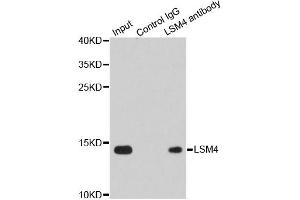 Immunoprecipitation analysis of 200ug extracts of Jurkat cells using 1ug LSM4 antibody. (LSM4 抗体)