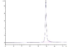 The purity of SARS-CoV-2 3CLpro (L167F) is greater than 95 % as determined by SEC-HPLC. (SARS-Coronavirus Nonstructural Protein 8 (SARS-CoV NSP8) (L167F) 蛋白)
