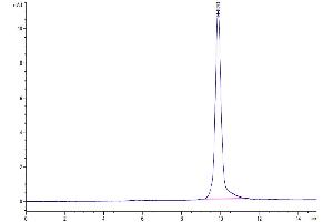 The purity of SARS-CoV-2 3CLpro (L167F) is greater than 95 % as determined by SEC-HPLC. (SARS-Coronavirus Nonstructural Protein 8 (SARS-CoV NSP8) (L167F) 蛋白)