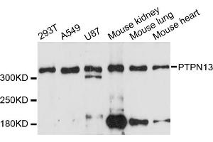 Western blot analysis of extracts of various cell lines, using PTPN13 antibody (ABIN6293479) at 1:3000 dilution. (PTPN13 抗体)