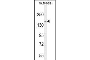 KIT Antibody (N-term ) (ABIN392010 and ABIN2837978) western blot analysis in mouse testis tissue lysates (35 μg/lane). (KIT 抗体  (N-Term))