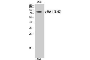 Western Blotting (WB) image for anti-Ribosomal Protein S6 Kinase, 90kDa, Polypeptide 1 (RPS6KA1) (pSer380) antibody (ABIN3182212) (RPS6KA1 抗体  (pSer380))