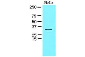 Western Blotting (WB) image for anti-HCLS1 Associated Protein X-1 (HAX1) (AA 1-279), (N-Term) antibody (ABIN400856) (HAX1 抗体  (N-Term))