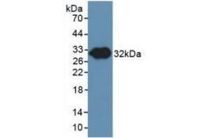 Western blot analysis of recombinant Pig NOS3.