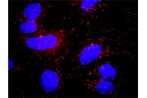 Proximity Ligation Analysis of protein-protein interactions between HCK and PLCG1. (Phospholipase C gamma 1 抗体  (AA 1192-1291))