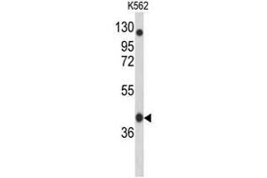 Western blot analysis of APOBEC3F Antibody (N-term) in K562 cell line lysates (35µg/lane). (APOBEC3F 抗体  (N-Term))