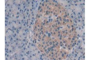 Immunohistochemistry (IHC) image for anti-Syntaxin 2 (STX2) (AA 8-262) antibody (ABIN7435208)