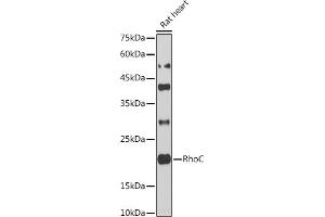 Western blot analysis of extracts of Rat heart cells, using RhoC antibody (ABIN3021332, ABIN3021333, ABIN3021334 and ABIN1513483) at 1:1000 dilution. (RHOC 抗体  (AA 1-193))