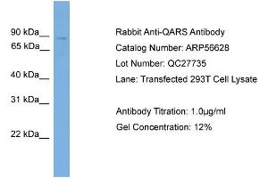 Western Blotting (WB) image for anti-Glutaminyl-tRNA Synthetase (QARS) (N-Term) antibody (ABIN2786804) (QARS 抗体  (N-Term))