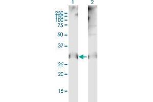 Western Blot analysis of CLDN12 expression in transfected 293T cell line by CLDN12 MaxPab polyclonal antibody. (Claudin 12 抗体  (AA 1-244))