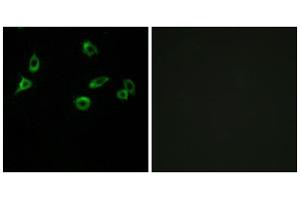 Immunofluorescence analysis of MCF-7 cells, using OR10S1 antibody. (OR10S1 抗体  (Internal Region))