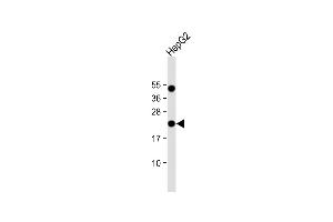 Anti-EBP Antibody (C-term) at 1:1000 dilution + HepG2 whole cell lysate Lysates/proteins at 20 μg per lane. (EBP 抗体  (C-Term))