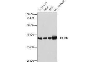 Western blot analysis of extracts of various cell lines, using IDH3B Rabbit pAb (ABIN6128145, ABIN6142149, ABIN6142150 and ABIN6217848) at 1:1000 dilution. (IDH3B 抗体  (AA 35-170))