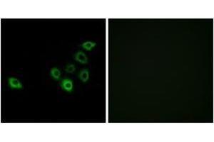 Immunofluorescence (IF) image for anti-Olfactory Receptor, Family 51, Subfamily S, Member 1 (OR51S1) (AA 211-260) antibody (ABIN1535822)