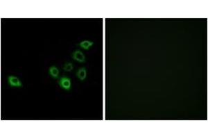 Immunofluorescence analysis of A549 cells, using OR51S1 Antibody. (OR51S1 抗体  (AA 211-260))